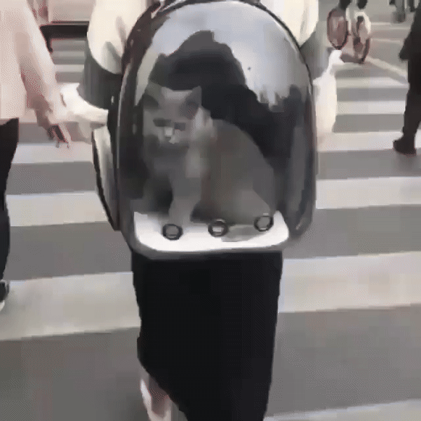 Maleta de Transporte para Mascotas 🐾